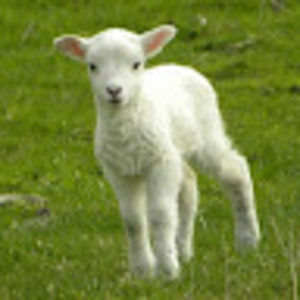 Meet your Posher, Gregorio